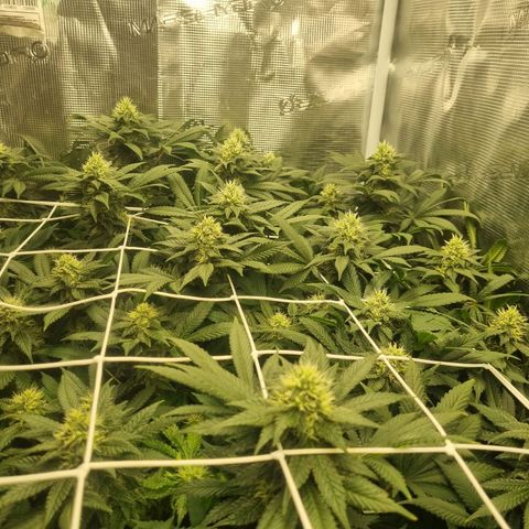Her name's Bruciepoo growlog timeline photo