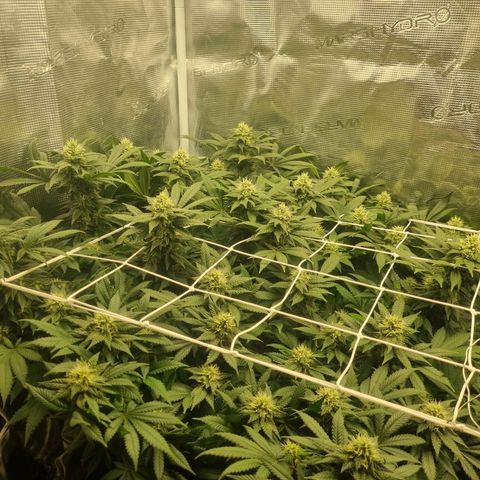 Her name's Bruciepoo growlog timeline photo