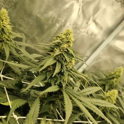 It's Brittney Biscotti Bitch growlog timeline photo