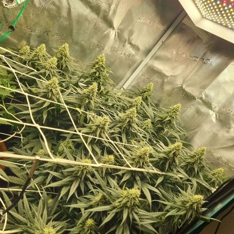 It's Brittney Biscotti Bitch growlog timeline photo