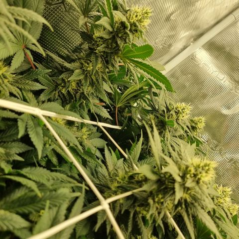 Her name's Bruciepoo growlog timeline photo