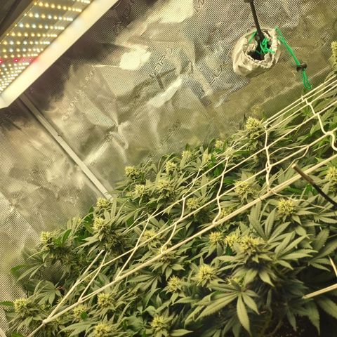Her name's Bruciepoo growlog timeline photo