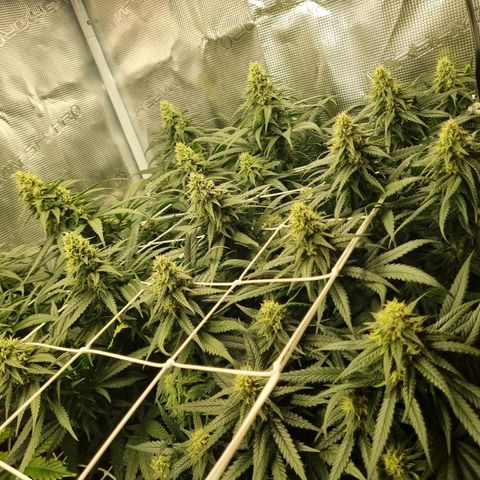 It's Brittney Biscotti Bitch growlog timeline photo