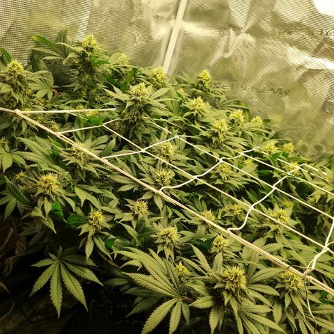 Her name's Bruciepoo growlog timeline photo
