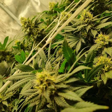 Her name's Bruciepoo growlog timeline photo