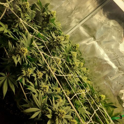 Her name's Bruciepoo growlog timeline photo