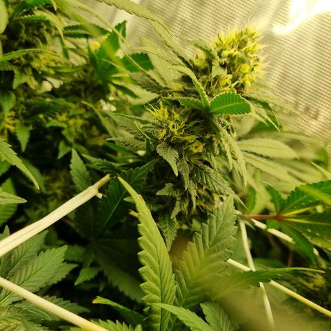 Her name's Bruciepoo growlog timeline photo
