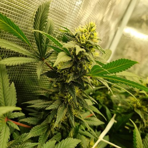 Her name's Bruciepoo growlog timeline photo