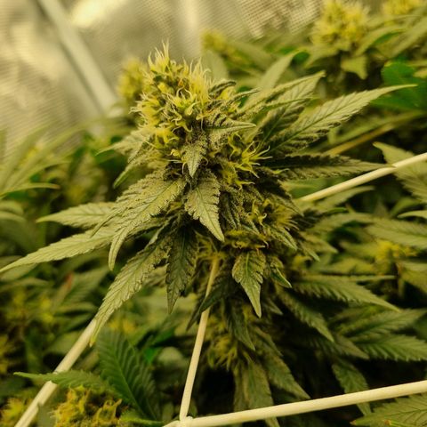 Her name's Bruciepoo growlog timeline photo