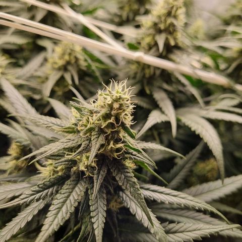 It's Brittney Biscotti Bitch growlog timeline photo