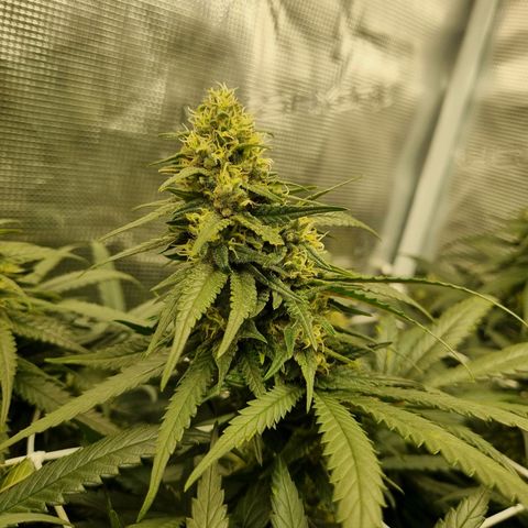 It's Brittney Biscotti Bitch growlog timeline photo