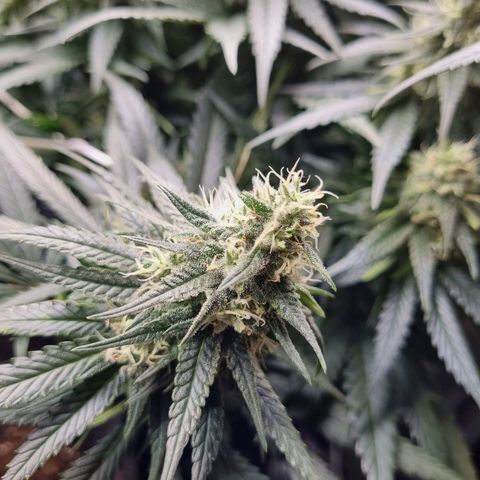 It's Brittney Biscotti Bitch growlog timeline photo