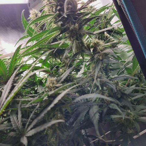 It's Brittney Biscotti Bitch growlog timeline photo