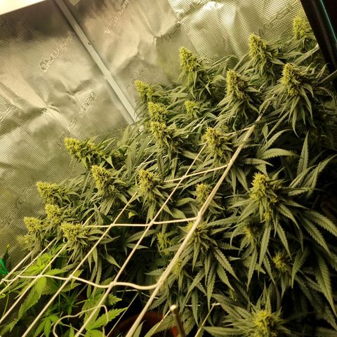 It's Brittney Biscotti Bitch growlog timeline photo