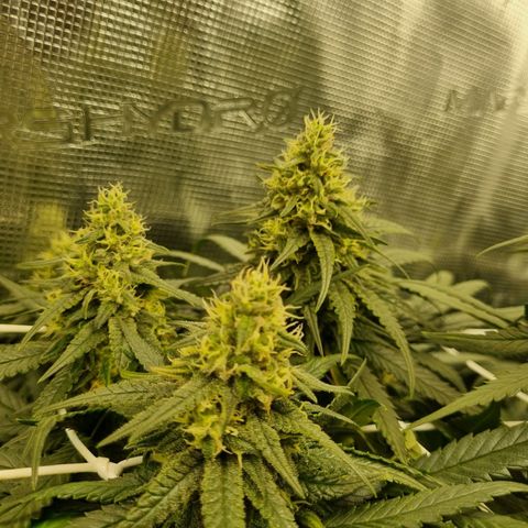 It's Brittney Biscotti Bitch growlog timeline photo