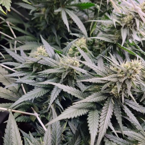 It's Brittney Biscotti Bitch growlog timeline photo