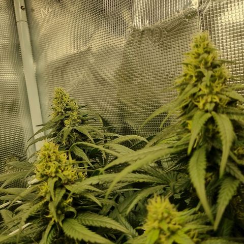 It's Brittney Biscotti Bitch growlog timeline photo