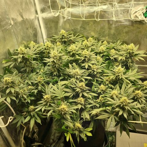 Her name's Bruciepoo growlog timeline photo