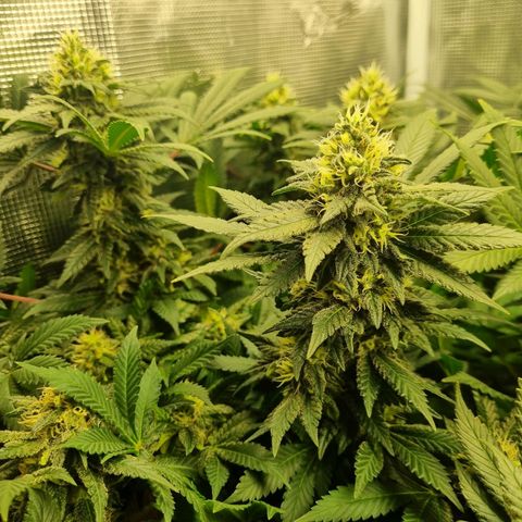 Her name's Bruciepoo growlog timeline photo