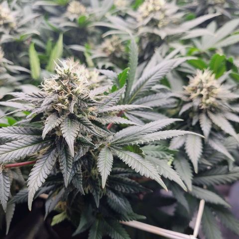 Her name's Bruciepoo growlog timeline photo