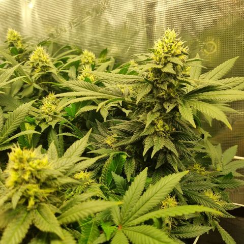 Her name's Bruciepoo growlog timeline photo