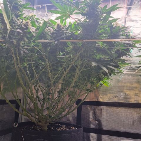 Her name's Bruciepoo growlog timeline photo