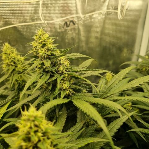It's Brittney Biscotti Bitch growlog timeline photo