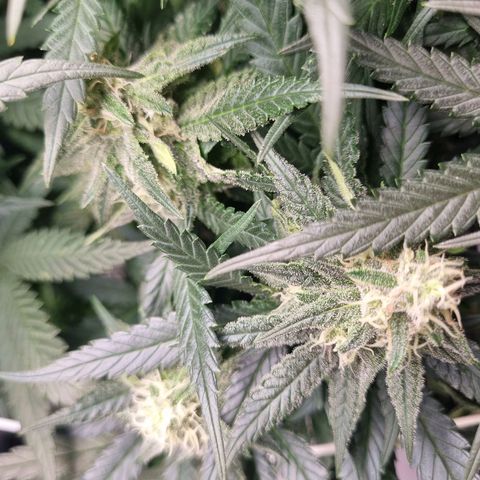It's Brittney Biscotti Bitch growlog timeline photo