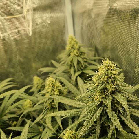It's Brittney Biscotti Bitch growlog timeline photo