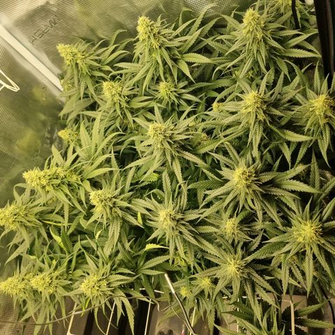 It's Brittney Biscotti Bitch growlog timeline photo