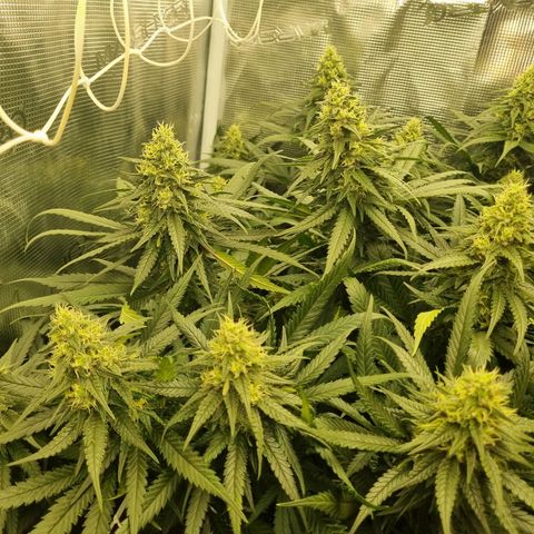 It's Brittney Biscotti Bitch growlog timeline photo