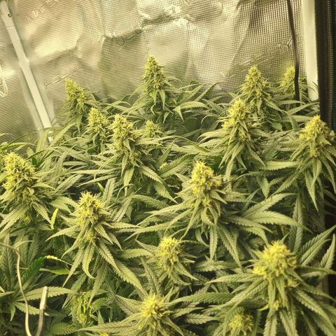 It's Brittney Biscotti Bitch growlog timeline photo