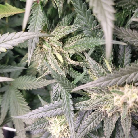 It's Brittney Biscotti Bitch growlog timeline photo