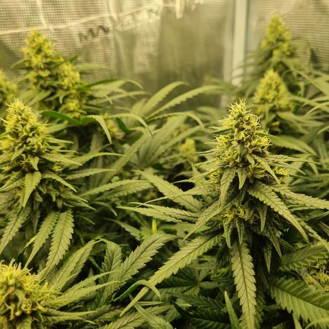 It's Brittney Biscotti Bitch growlog timeline photo