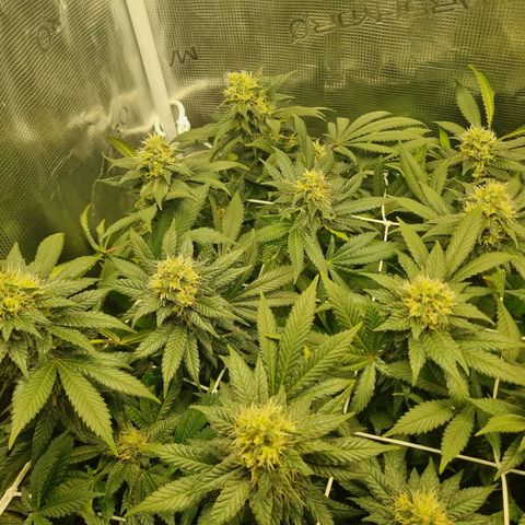 Her name's Bruciepoo growlog timeline photo