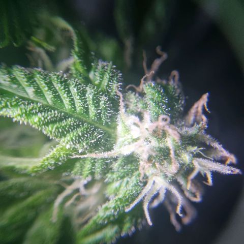 Her name's Bruciepoo growlog timeline photo