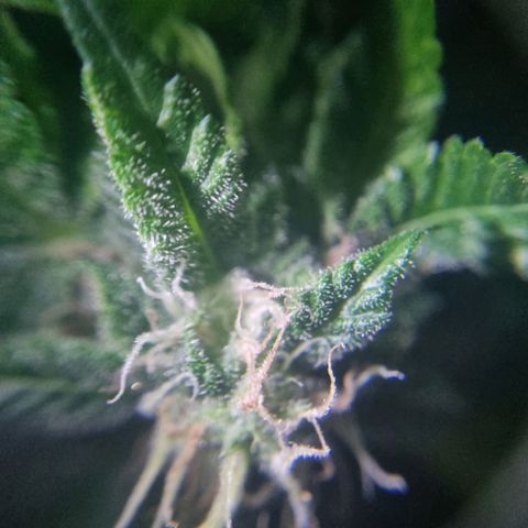 Her name's Bruciepoo growlog timeline photo