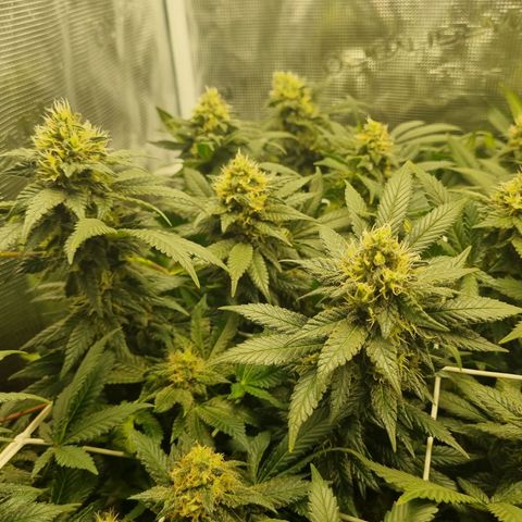 Her name's Bruciepoo growlog timeline photo