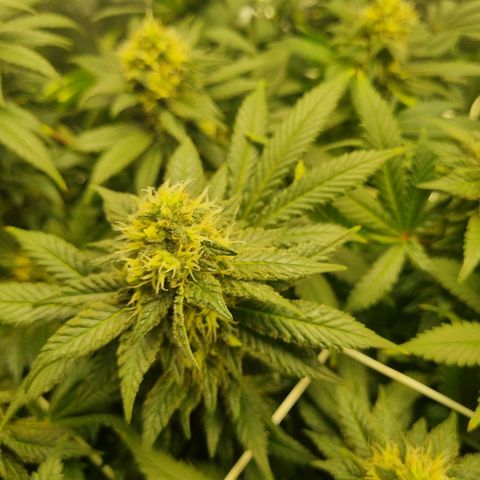 Her name's Bruciepoo growlog timeline photo
