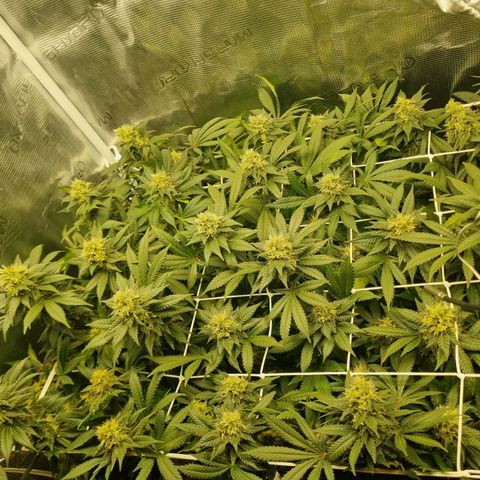 Her name's Bruciepoo growlog timeline photo