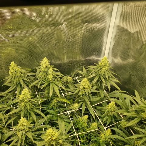 It's Brittney Biscotti Bitch growlog timeline photo