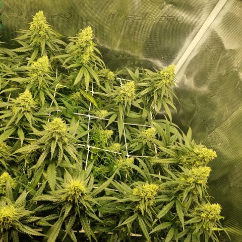 It's Brittney Biscotti Bitch growlog timeline photo