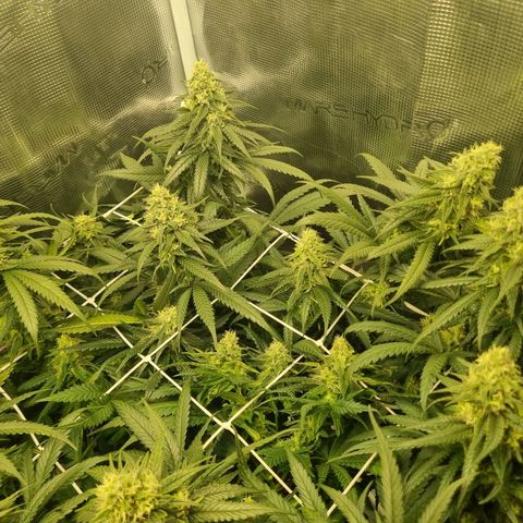 It's Brittney Biscotti Bitch growlog timeline photo