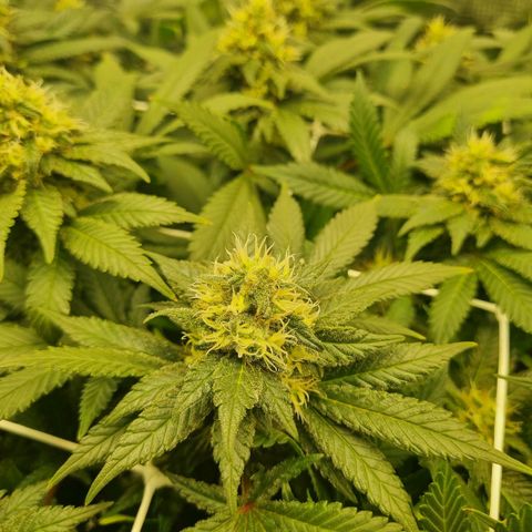 Her name's Bruciepoo growlog timeline photo