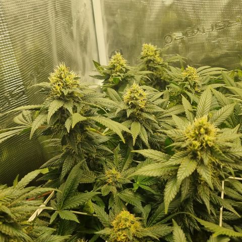 Her name's Bruciepoo growlog timeline photo