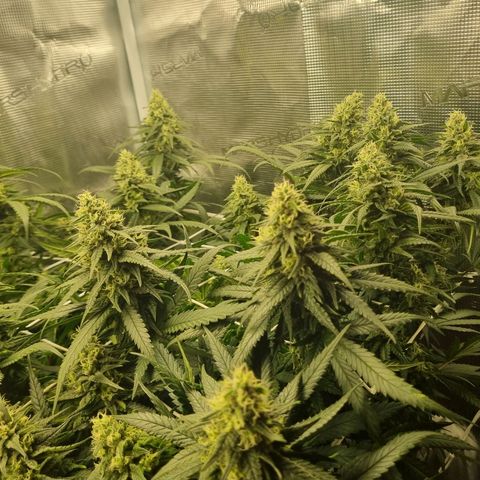 It's Brittney Biscotti Bitch growlog timeline photo