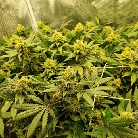 Her name's Bruciepoo growlog timeline photo