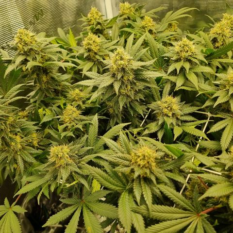 Her name's Bruciepoo growlog timeline photo