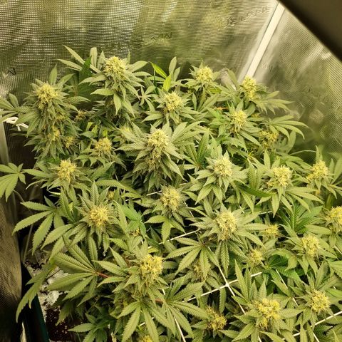 Her name's Bruciepoo growlog timeline photo