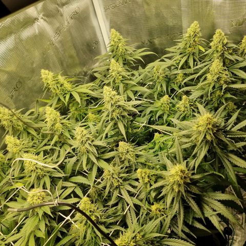 It's Brittney Biscotti Bitch growlog timeline photo